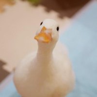 🍞Goshi🍞 April slots taken (@goshi_twt) 's Twitter Profile