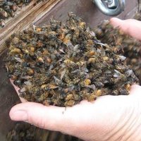 ©SAVE THE BEES (@saltz72771) 's Twitter Profile