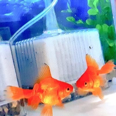 は、か。さんのプロフィール画像