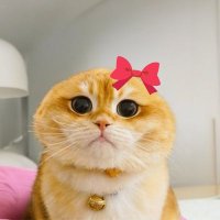 Bitcoin Enthusiastic (@18enthusiastic) 's Twitter Profile