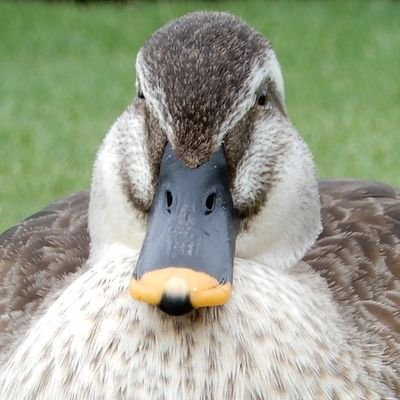 🦆uɐıɹɐɯ🪢さんのプロフィール画像