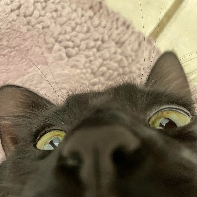 mrsyzygy_1's profile picture. nsfw art dump // 18+ only please!!