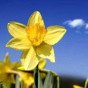 MinelleD's profile picture. Saving civilization 1 person at a time. #Mets