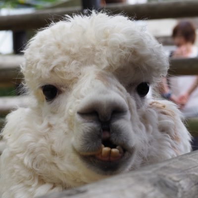 なごちー🦙さんのプロフィール画像