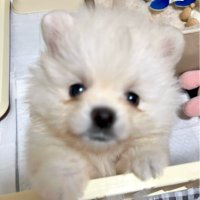 원쏘 (@wonssov) 's Twitter Profile Photo