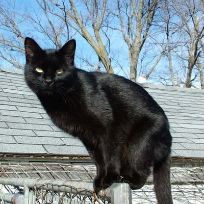 superlazymood's profile picture. nothing to see here