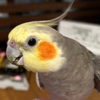fukusuke (@fukumarochan) 's Twitter Profile