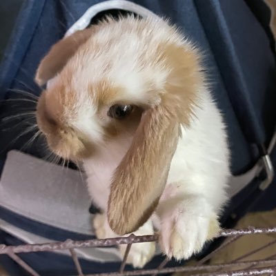 太ももbot/もつbot/腹痛bot/DQW/Rb/弐寺1P八段(1060-8289)/異常既婚男性/うさぎ(チュロ2025/3/15~)(モカ2023/5/8~2024/4/24お別れ)(ポポ2020/8/14〜2022/12/18お別れ)/SW-5199-3633-0314