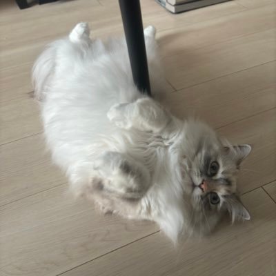 andteam_aopico's profile picture. ねぼぼ ウギペン💚🤨🙉 🐶 ボネクド ソンホ🐈  &team ゆうま🐱