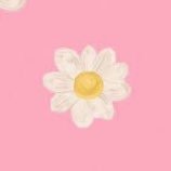 しまぴよ🐥rooting.for-橋本将生 (@matsuko88528764) 's Twitter Profile