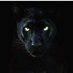 panther (@panthar_71) Twitter profile photo panther (@panthar_71) Twitter profile photo
