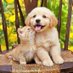😎😎😎😎😎 (@_nocontextpets) Twitter profile photo 😎😎😎😎😎 (@_nocontextpets) Twitter profile photo