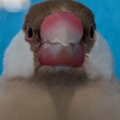 まぼろし/作成さんのプロフィール画像