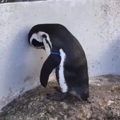 P_Catherine10's profile picture. 他人の愚痴を言うことだけがもはや生きがいとなっている、ESFP-Tなアカウントはこちらです。