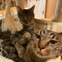 わさびん🌠 🎧💙✴︎ 🍒✨🧁🤍🐈‍⬛⛅️ (@zehar1011) Twitter profile photo