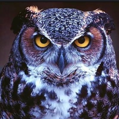 fumi44's profile picture. 