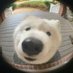 animalitos gorditos (@gordito_perrito) Twitter profile photo animalitos gorditos (@gordito_perrito) Twitter profile photo