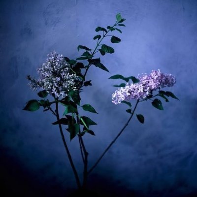 @tocolier の花担当
photographer / Videographer / florist
kanagawa / Japan
使用機材📸
Olympusflex
X-S10