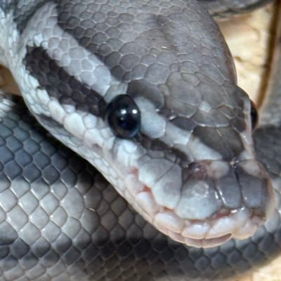 cuoraspilota_30's profile picture. 飼ってるヘビとカメの日常なんかを気ままに投稿してます。