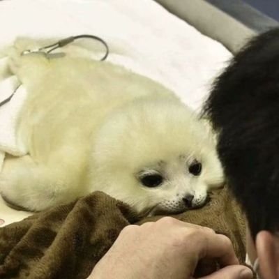 码头薯条主义者さんのプロフィール画像