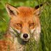 Renard (@renard_rouge1) Twitter profile photo Renard (@renard_rouge1) Twitter profile photo