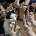 奶牛猫 (@iamlile1) Twitter profile photo 奶牛猫 (@iamlile1) Twitter profile photo