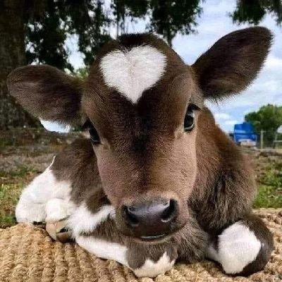 DiezelHimself's profile picture. 