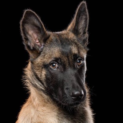 maligator300's profile picture. Constituational Conservative Christian