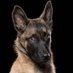 Adopted Dog Father (@maligator300) Twitter profile photo