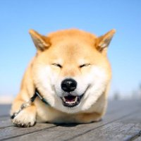 しば犬/志葉双一 (@chaos_shibainu) Twitter profile photo