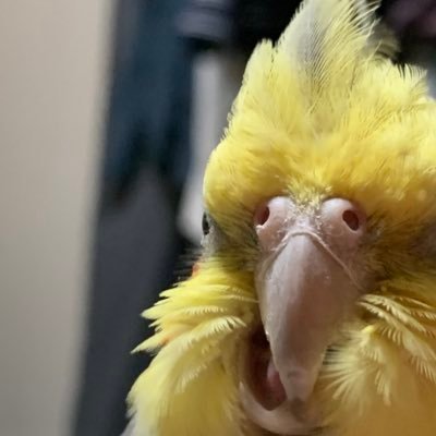 びびこ。さんのプロフィール画像