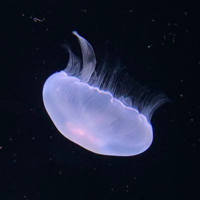 黒焦げさんのプロフィール画像