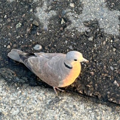 20100610y's profile picture. Taiwan🇹🇼 14y. Angras 的設計者。不擅長美式，比較偏日式畫風 Lance 是我的誰也別搶 (づ￣ ³￣)づ . I am the villain