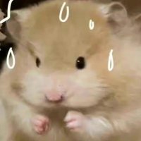 web3无人区鼠鼠 (@web3nobodyzone) 's Twitter Profile