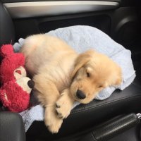 ladida_lysm ˚₊·—̳͟͞͞♡ (@ldlysm) 's Twitter Profile