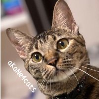 aKaNe4cats🐾ハンドメイドねこ作家 (@kane4cats) 's Twitter Profile Photo aKaNe4cats🐾ハンドメイドねこ作家 (@kane4cats) 's Twitter Profile Photo