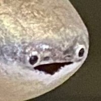 そるびとおる (@fv4004) 's Twitter Profile