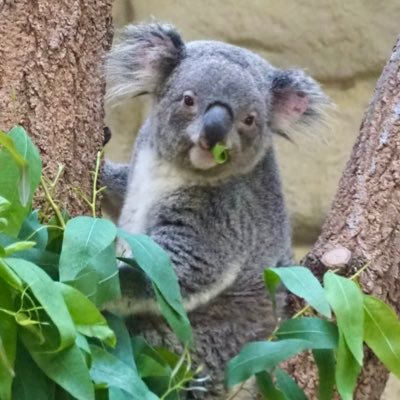 コアラ Amazon.co.jp: PZCS002 ミスターZ ズートピア コアラ Koala Mr