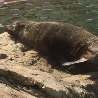 ヌコスキー (@yqibfuxzabwjhcv) Twitter profile photo