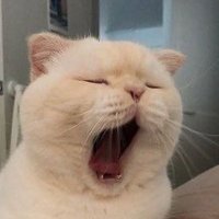 ん (@__0_3_neko) 's Twitter Profile
