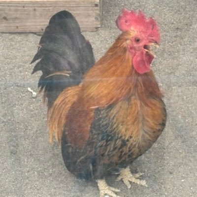 Agamma119's profile picture. uts1 B2 機械B (パズル)ゲームとボカロが好き リンクは100選