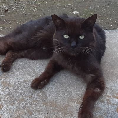 ルシ猫船長さんのプロフィール画像