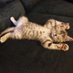 Kitty archives ♡ (@puppierz) Twitter profile photo Kitty archives ♡ (@puppierz) Twitter profile photo