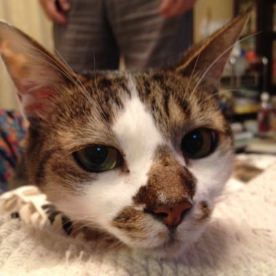 れーるにゃんさんのプロフィール画像