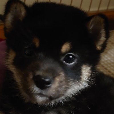 JJ1FGG's profile picture. JJ1FGG
第２級アマチュア無線技士
HF〜SHFまで、コンパクトながらOA可能
車、バイク、写真、旅行、低山ハイキング、お酒