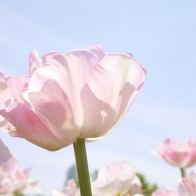 エルリのみ/成人済み
考察を検索している時に現れた道を辿りながらこちらに参りました。無言フォロー失礼いたします。写真をあげたり文字を書いたりしています。