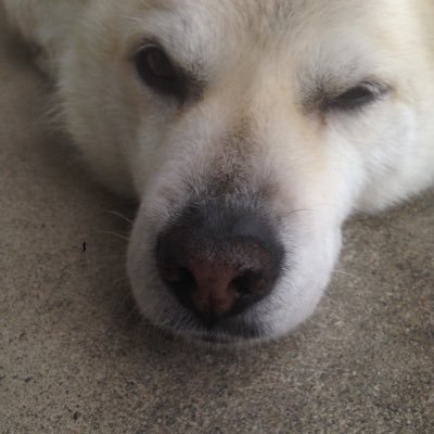 すないぬさんのプロフィール画像