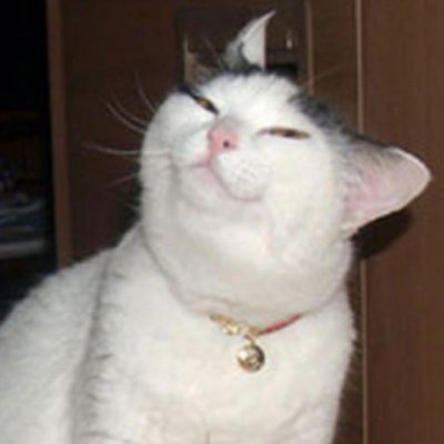 mewmewy ๐ฎ Profile