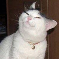 mewmewy ๐พ (@mewzaurus) 's Twitter Profile