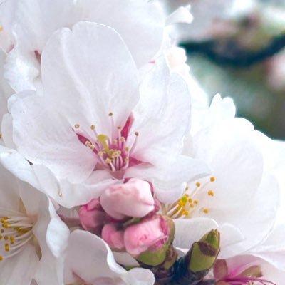よもぎの花さんのプロフィール画像